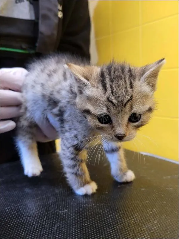 Znaleziono kota, Grudziądz, 28 kwietnia 2026