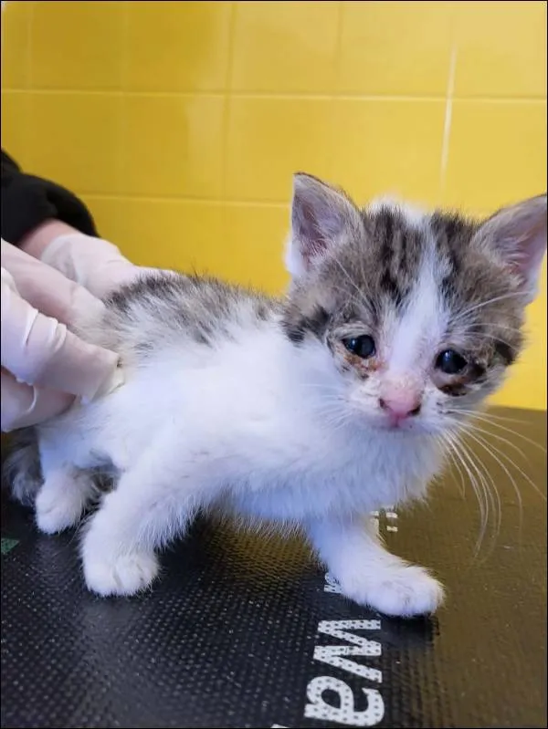 Znaleziono kota, Grudziądz, 28 kwietnia 2026