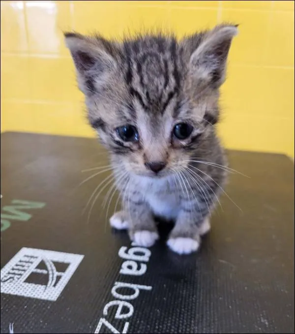 Znaleziono kota, Grudziądz, 28 kwietnia 2026