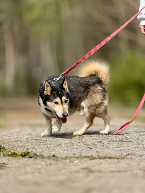 Pies do adopcji, Piła, 25 lutego 2026 (5/5)