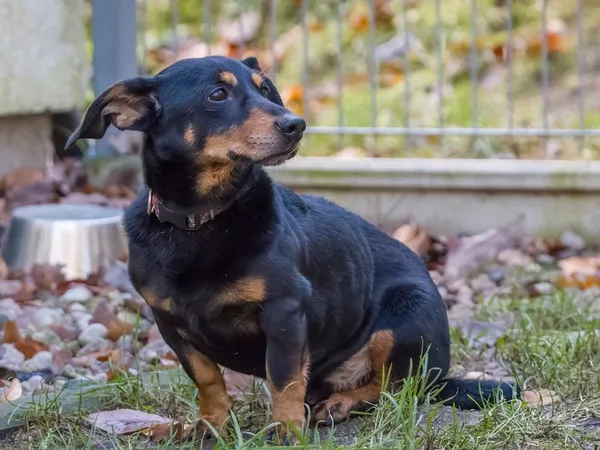 Pies do adopcji, Sopot, 28 kwietnia 2026 (1/5)