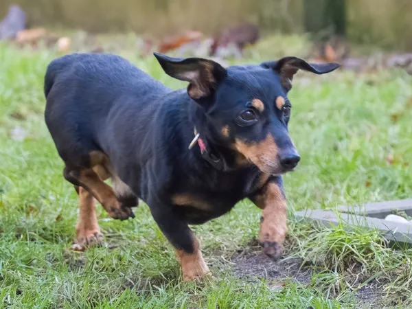 Pies do adopcji, Sopot, 28 kwietnia 2026 (2/5)