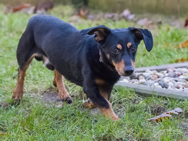 Pies do adopcji, Sopot, 28 kwietnia 2026 (3/5)