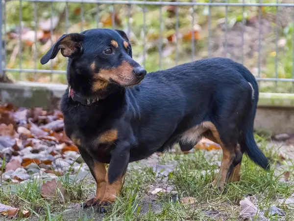 Pies do adopcji, Sopot, 28 kwietnia 2026 (4/5)