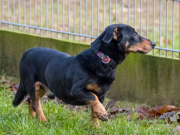 Pies do adopcji, Sopot, 28 kwietnia 2026 (5/5)