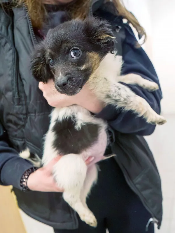 Pies do adopcji, Sopot, 28 kwietnia 2026