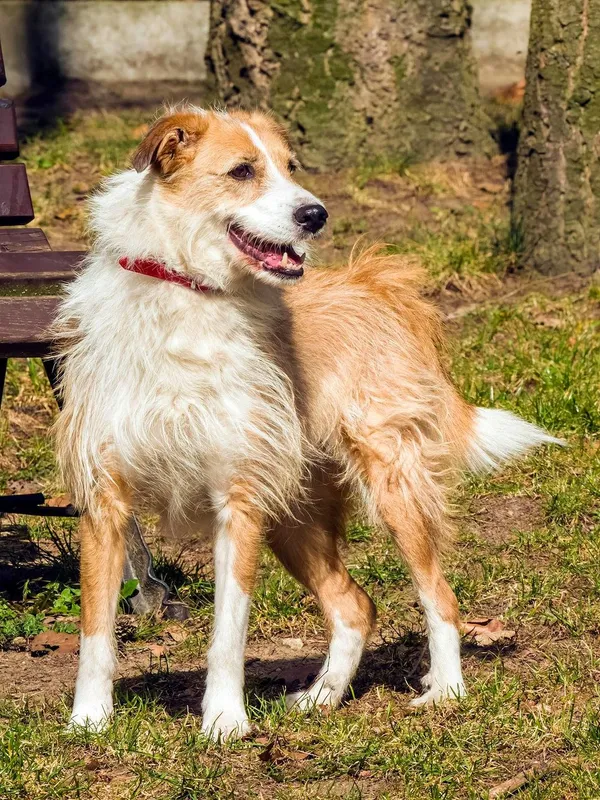 Pies do adopcji, Sopot, 28 kwietnia 2026