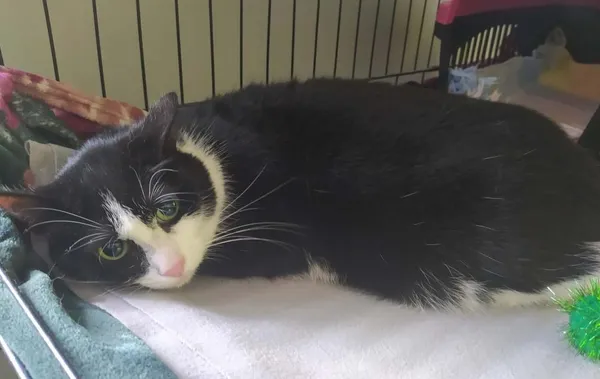 Znaleziono kota, Toruń, 29 kwietnia 2026