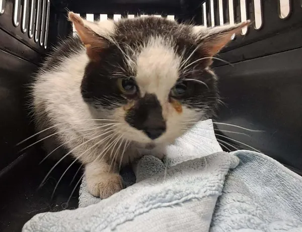 Znaleziono kota, Toruń, 28 kwietnia 2026