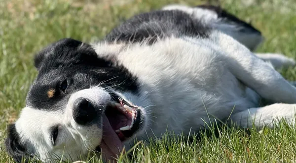 Pies do adopcji, Pieczyska, 29 kwietnia 2026 (1/5)