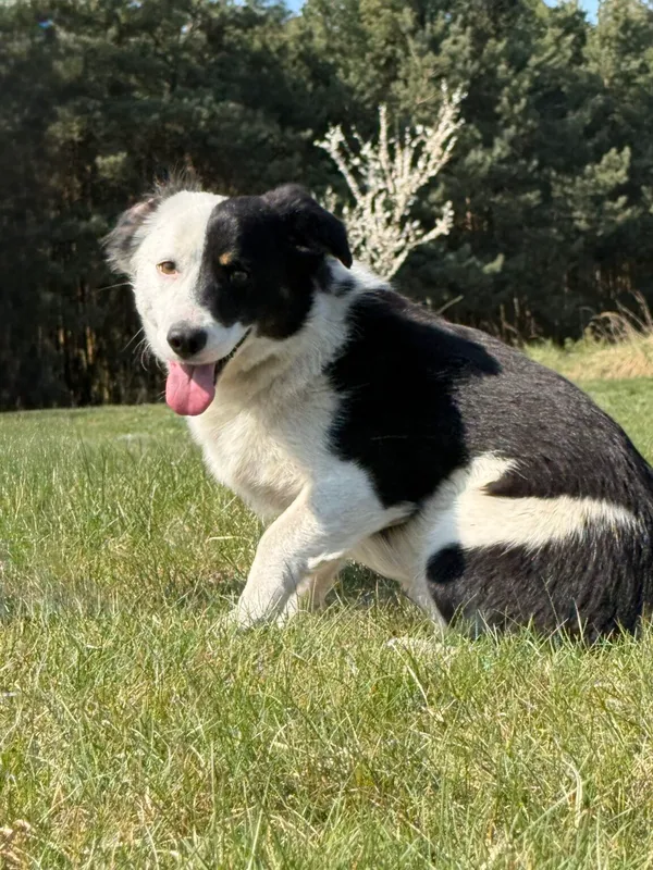 Pies do adopcji, Pieczyska, 29 kwietnia 2026 (2/5)