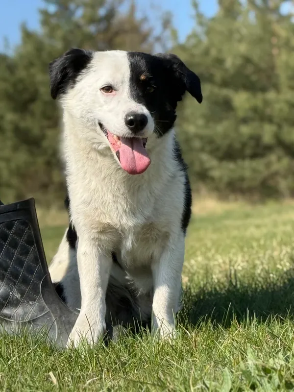 Pies do adopcji, Pieczyska, 29 kwietnia 2026 (4/5)