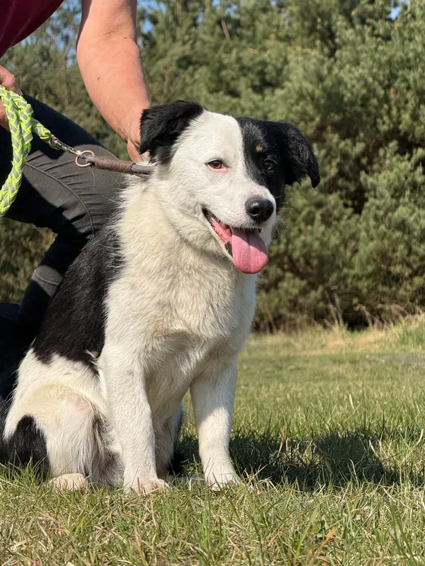 Pies do adopcji, Pieczyska, 29 kwietnia 2026 (5/5)