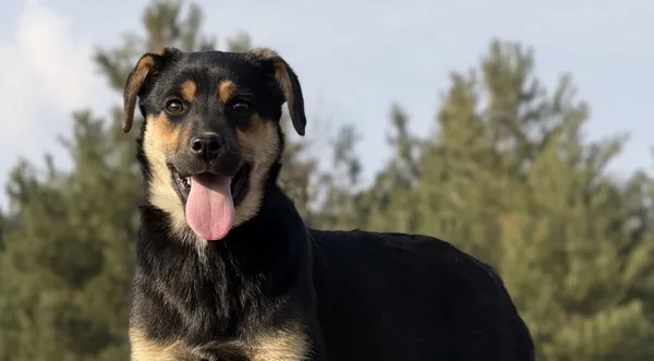 Pies do adopcji, Pieczyska, 29 kwietnia 2026 (1/4)