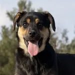 Pies do adopcji