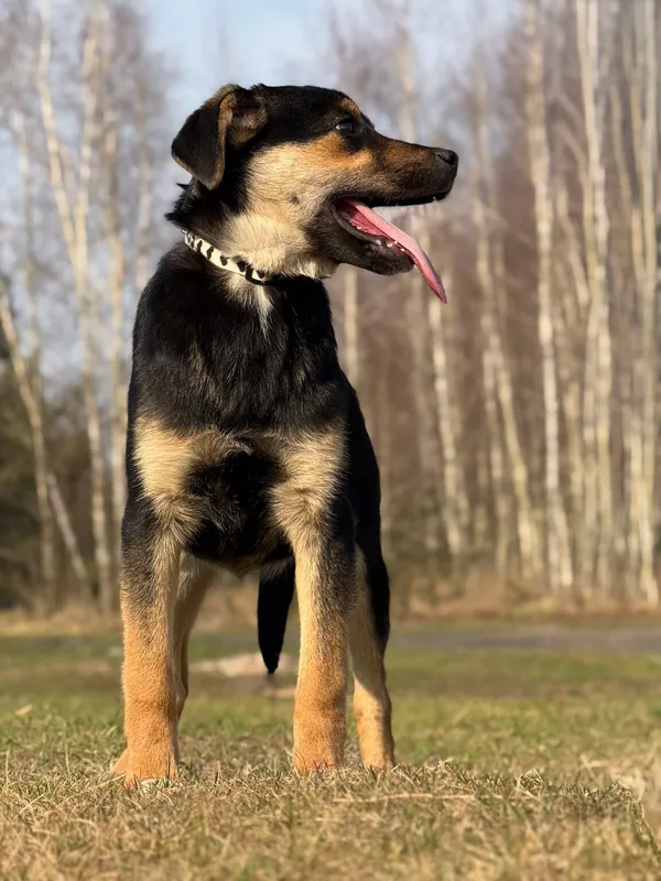 Pies do adopcji, Pieczyska, 29 kwietnia 2026 (4/4)