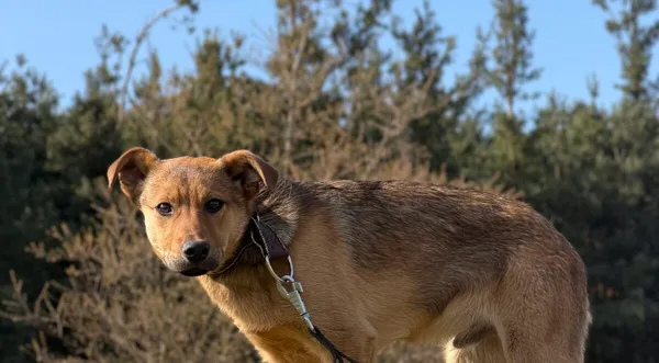 Pies do adopcji, Pieczyska, 29 kwietnia 2026 (1/4)