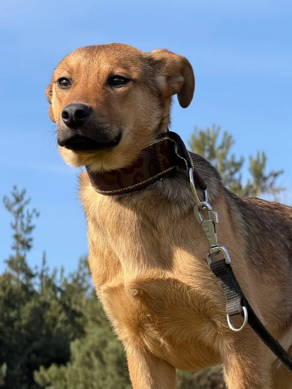 Pies do adopcji, Pieczyska, 29 kwietnia 2026 (3/4)