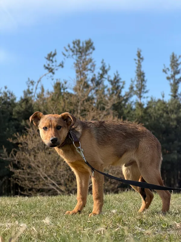 Pies do adopcji, Pieczyska, 29 kwietnia 2026 (4/4)