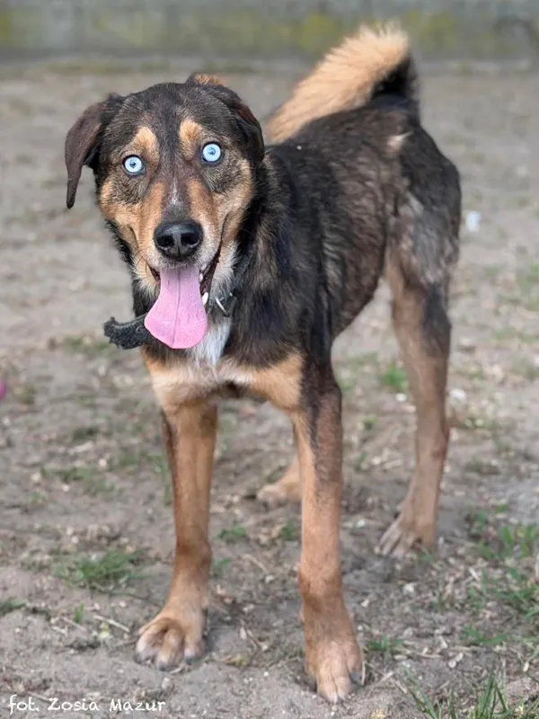 Pies do adopcji, Bydgoszcz, 29 kwietnia 2026 (1/5)