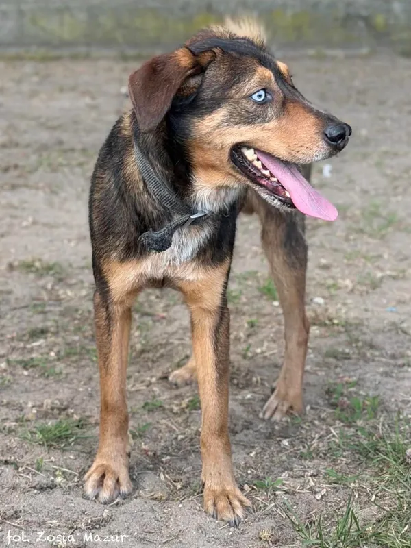 Pies do adopcji, Bydgoszcz, 29 kwietnia 2026 (2/5)