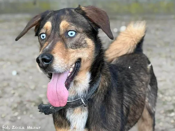 Pies do adopcji, Bydgoszcz, 29 kwietnia 2026 (3/5)