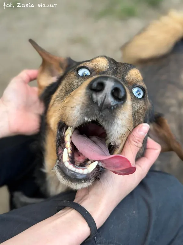 Pies do adopcji, Bydgoszcz, 29 kwietnia 2026 (4/5)