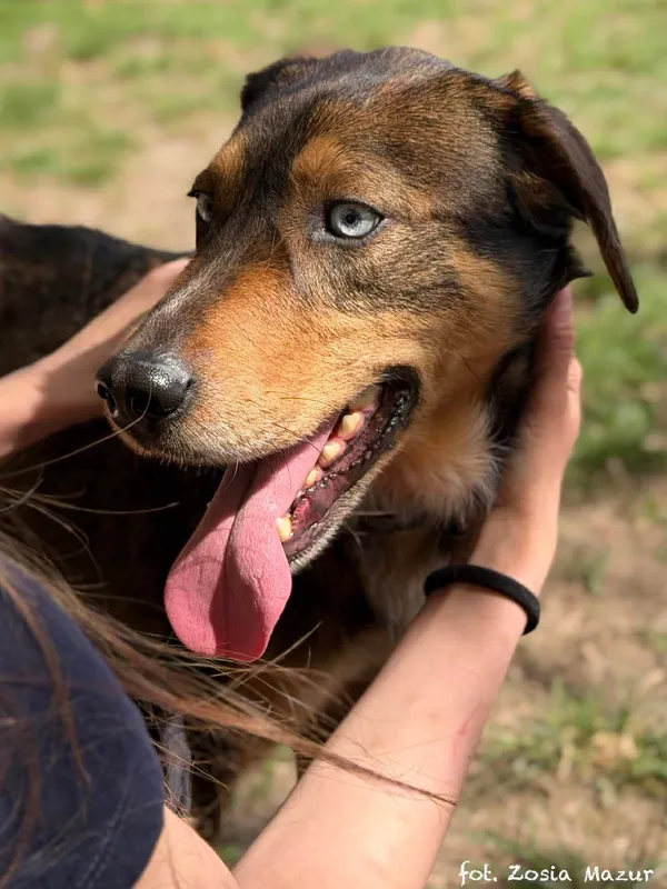 Pies do adopcji, Bydgoszcz, 29 kwietnia 2026 (5/5)