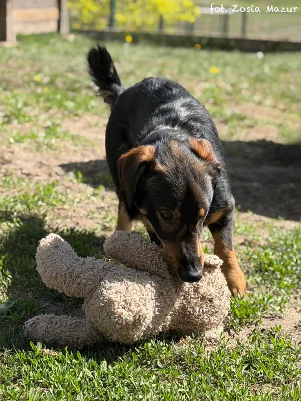 Pies do adopcji, Bydgoszcz, 29 kwietnia 2026 (2/5)