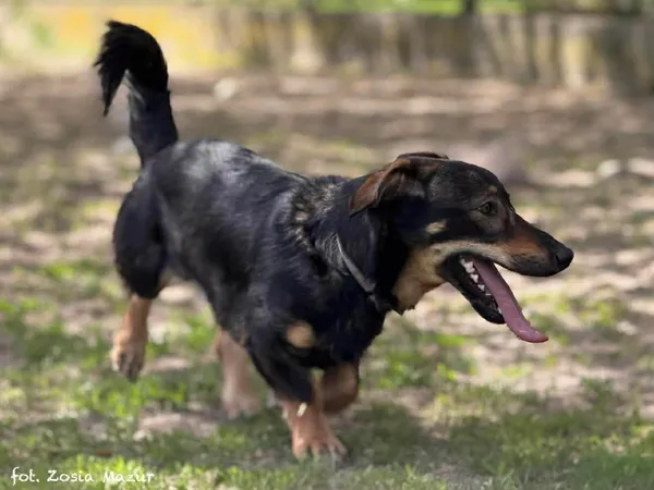 Pies do adopcji, Bydgoszcz, 29 kwietnia 2026 (3/5)