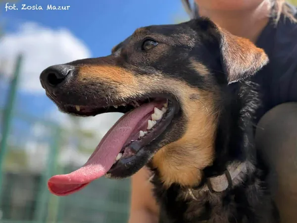 Pies do adopcji, Bydgoszcz, 29 kwietnia 2026 (4/5)