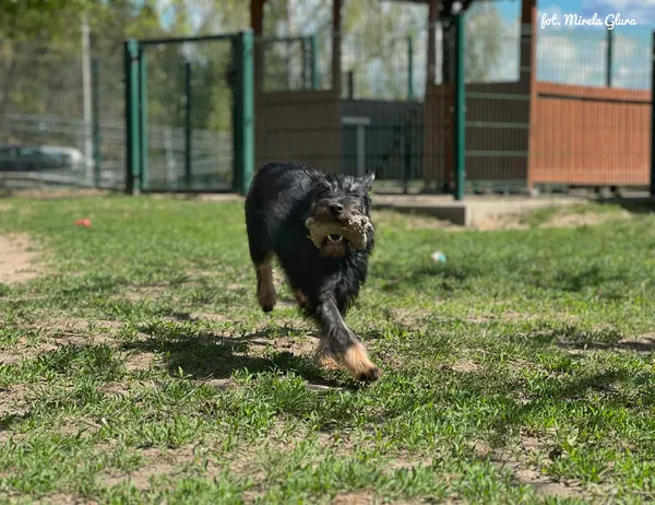Pies do adopcji, Bydgoszcz, 29 kwietnia 2026 (1/5)