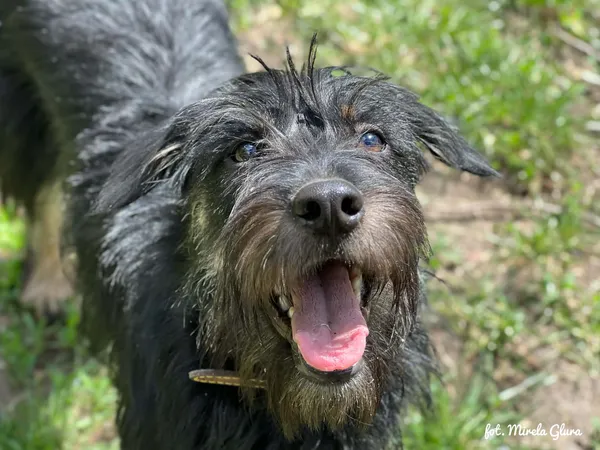 Pies do adopcji, Bydgoszcz, 29 kwietnia 2026 (2/5)