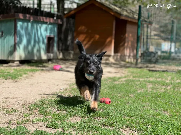 Pies do adopcji, Bydgoszcz, 29 kwietnia 2026 (5/5)