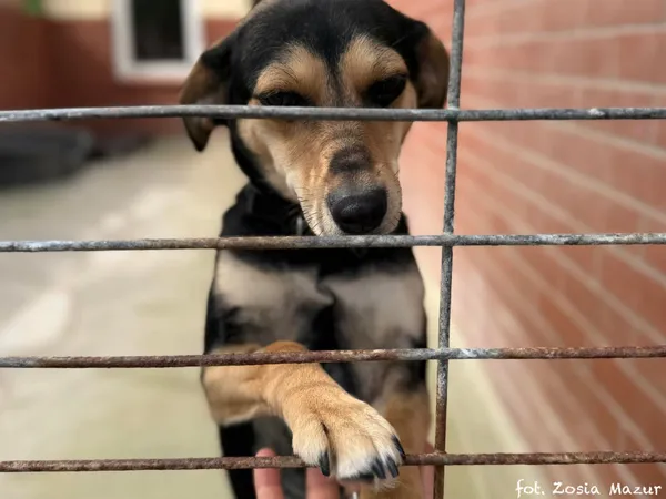 Pies do adopcji, Bydgoszcz, 29 kwietnia 2026 (1/5)