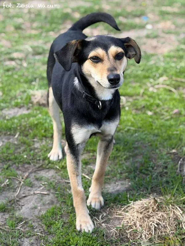 Pies do adopcji, Bydgoszcz, 29 kwietnia 2026 (2/5)