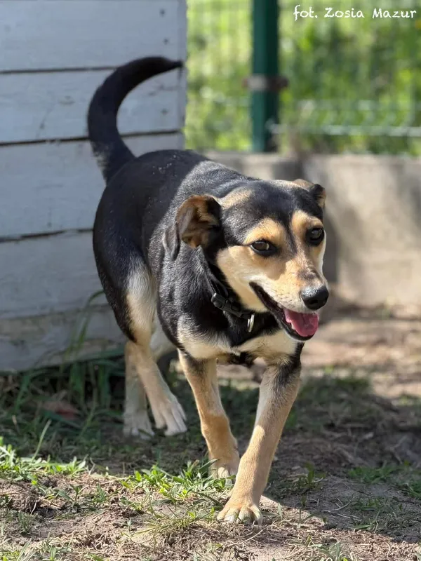 Pies do adopcji, Bydgoszcz, 29 kwietnia 2026 (3/5)