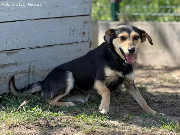 Pies do adopcji, Bydgoszcz, 29 kwietnia 2026 (4/5)