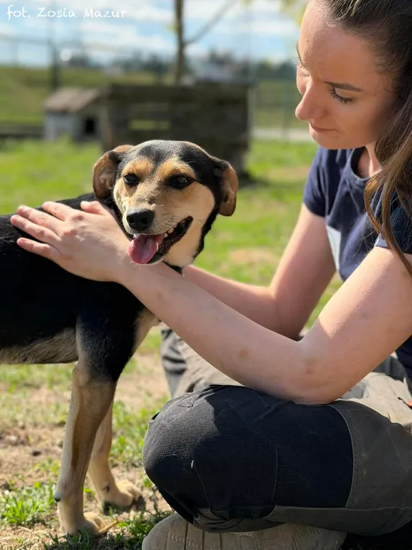 Pies do adopcji, Bydgoszcz, 29 kwietnia 2026 (5/5)