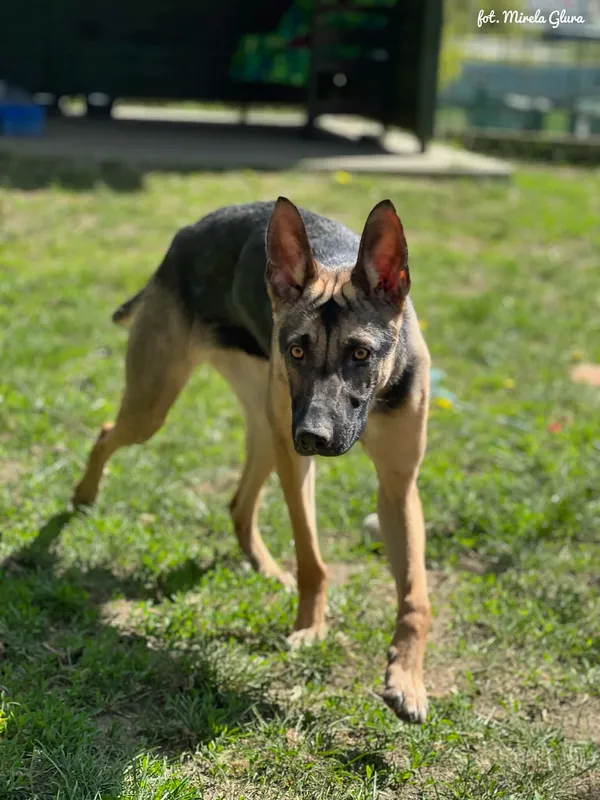Pies do adopcji, Bydgoszcz, 29 kwietnia 2026 (1/5)