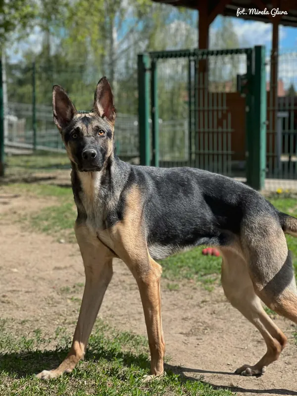 Pies do adopcji, Bydgoszcz, 29 kwietnia 2026 (2/5)