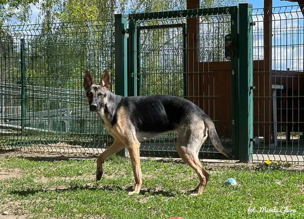 Pies do adopcji, Bydgoszcz, 29 kwietnia 2026 (3/5)