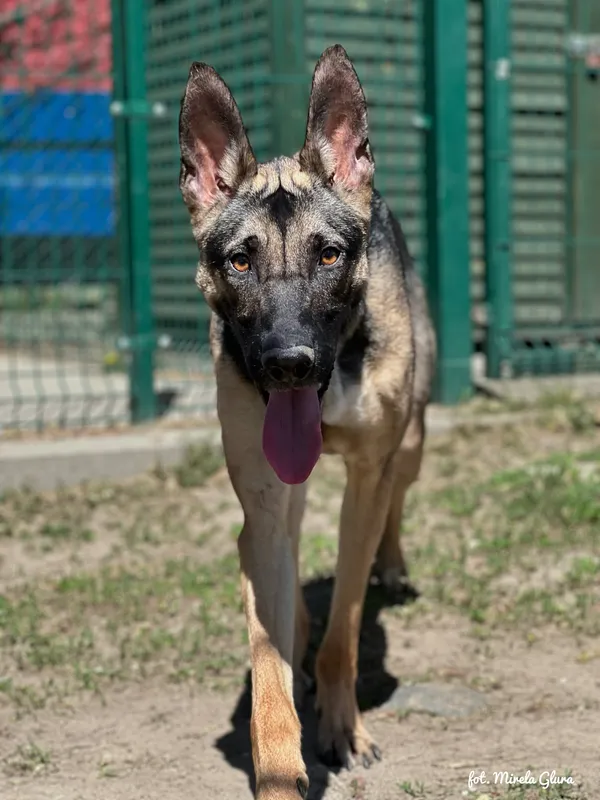 Pies do adopcji, Bydgoszcz, 29 kwietnia 2026 (4/5)
