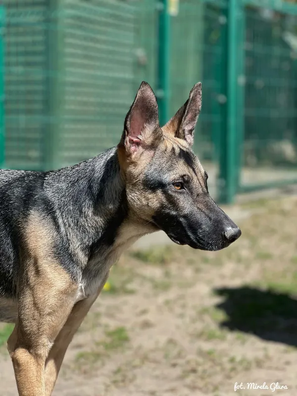 Pies do adopcji, Bydgoszcz, 29 kwietnia 2026 (5/5)