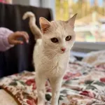 Kot do adopcji