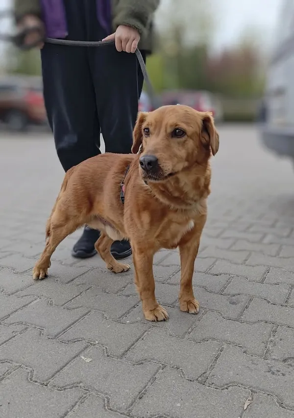 Znaleziono psa, Lublin, 29 kwietnia 2026