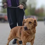 Znaleziono psa
