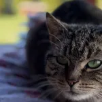 Kot do adopcji