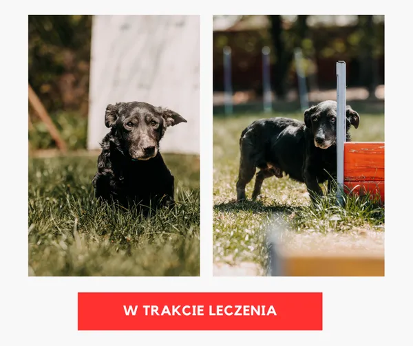 Pies do adopcji, Czartki, 28 kwietnia 2026