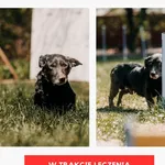 Pies do adopcji